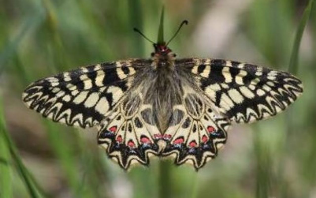 Papillon Diane