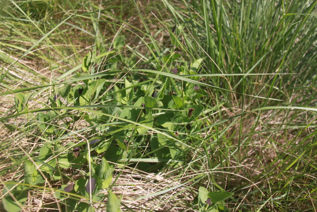 Aristoloches à feuille ronde, plante hôte de la Diane (papillon)