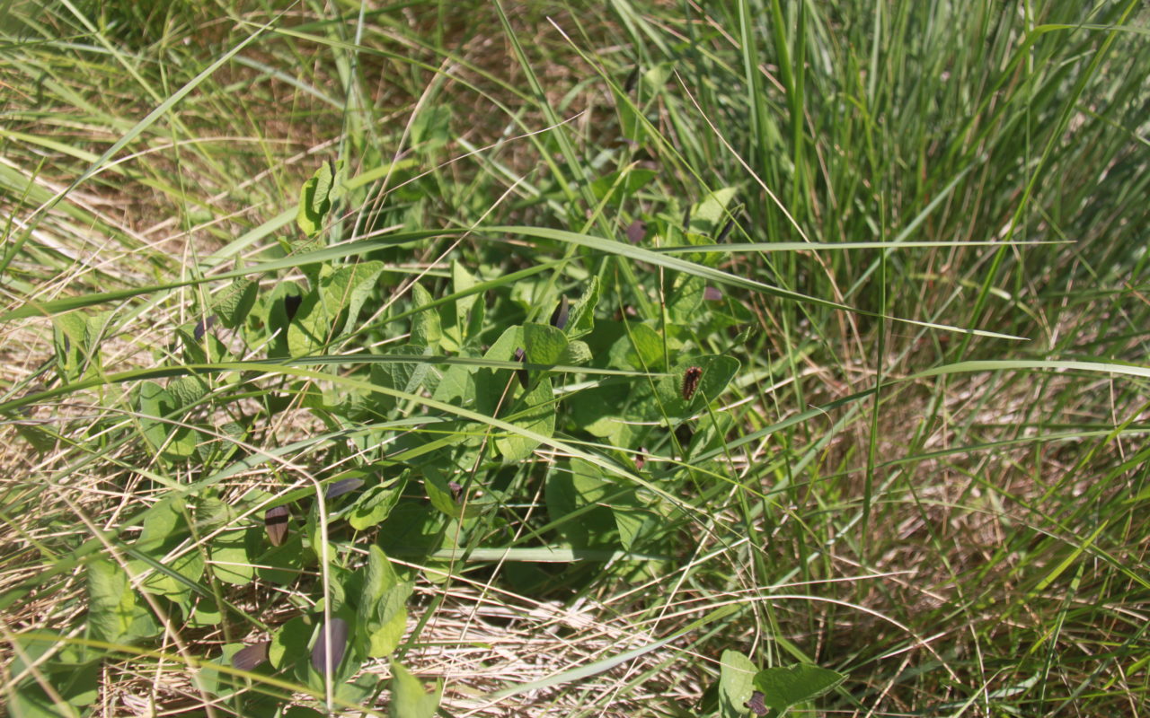 Aristoloches à feuille ronde, plante hôte de la Diane (papillon)