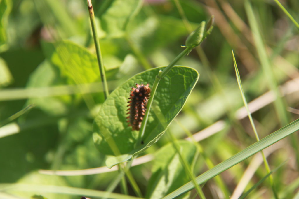 Papillon Diane présent sur sa plante hôte, l'aristoloche à feuille ronde