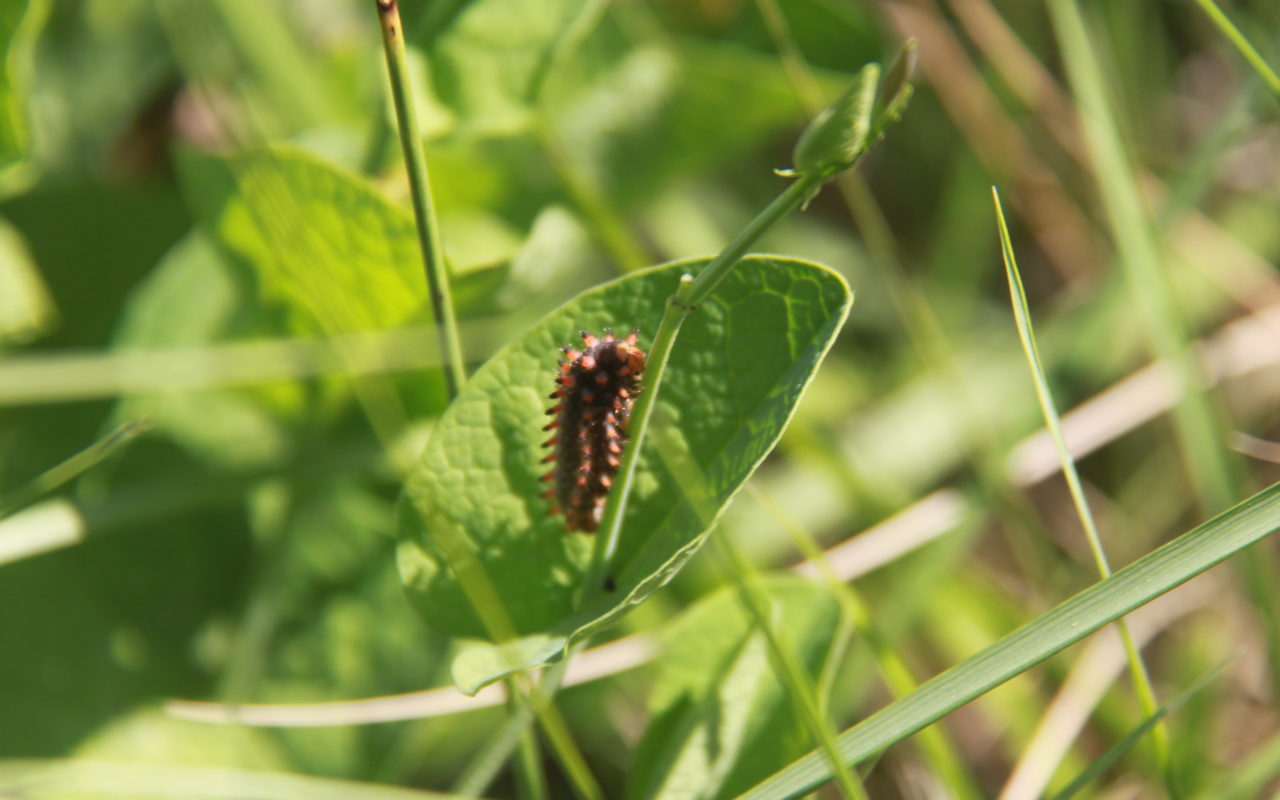 Papillon Diane présent sur sa plante hôte, l'aristoloche à feuille ronde