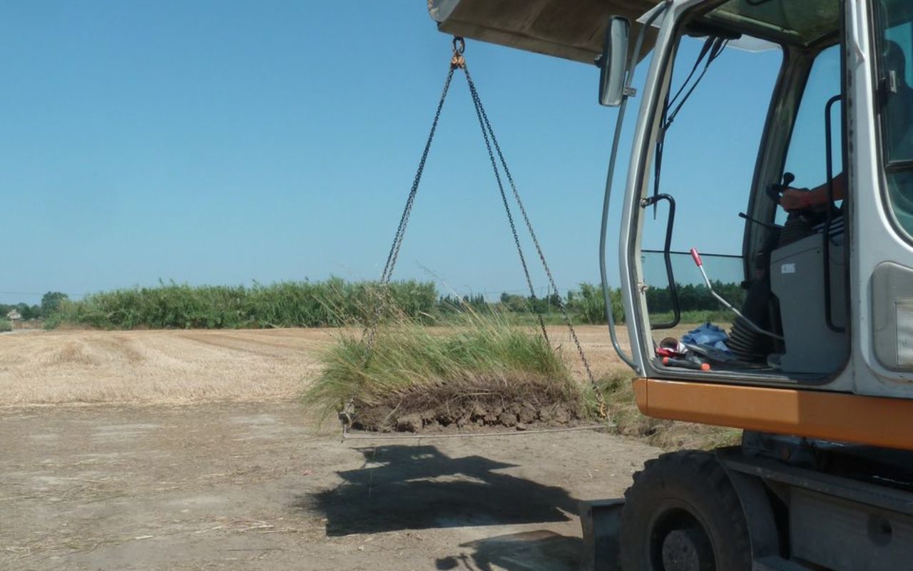 Transplantation d'Aristoloches à feuille ronde, plante hôte du papillon Diane (espèce protégée)