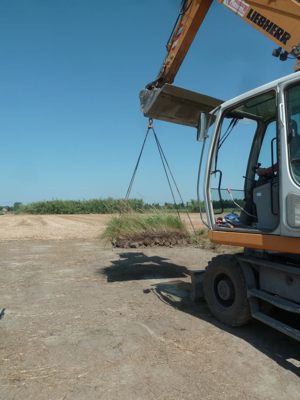 Transplantation d'Aristoloches à feuille ronde, plante hôte du papillon Diane (espèce protégée)