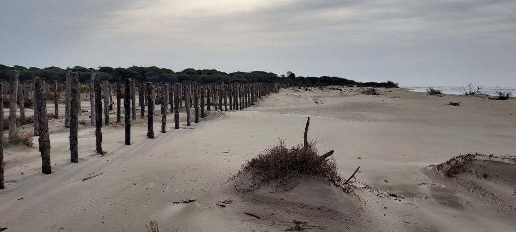 Les Baronnets au Grau-du-Roi