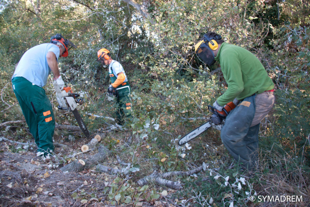 Bucheronnage par les gardes-digues