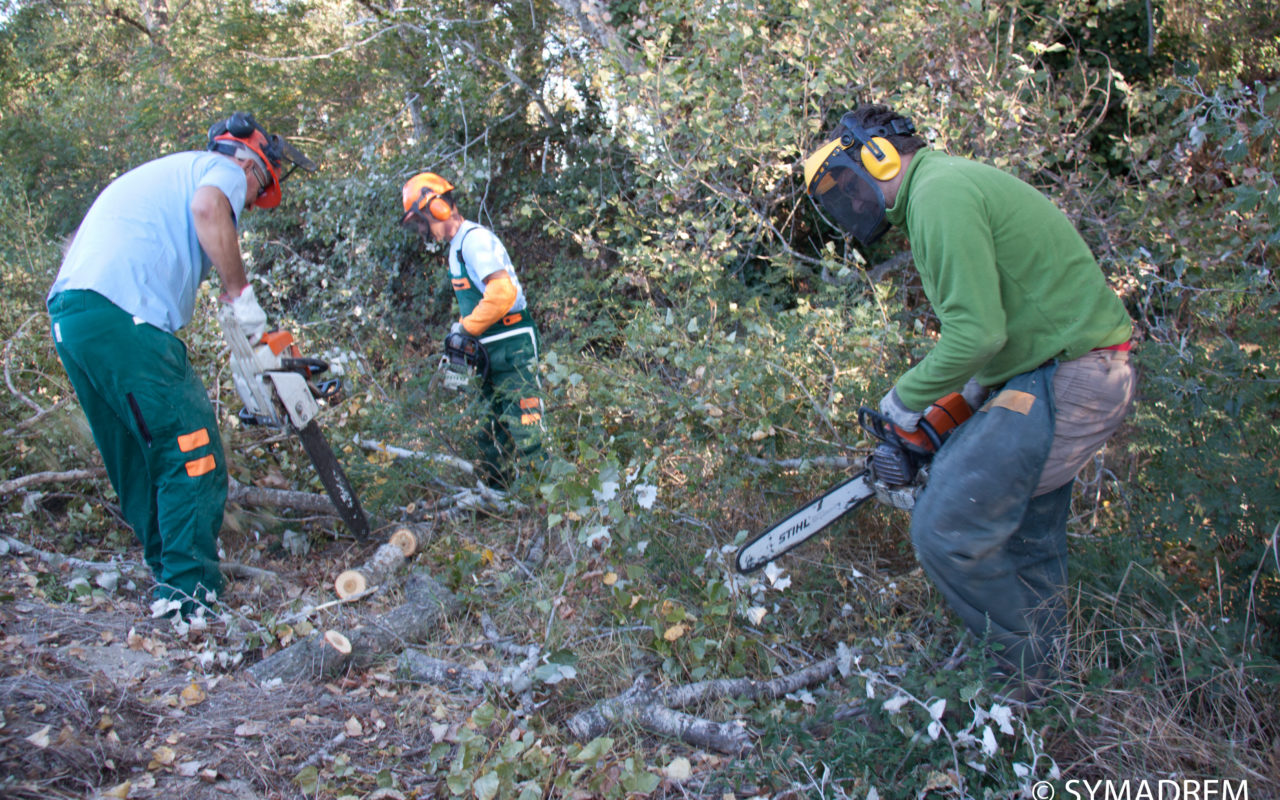 Bucheronnage par les gardes-digues