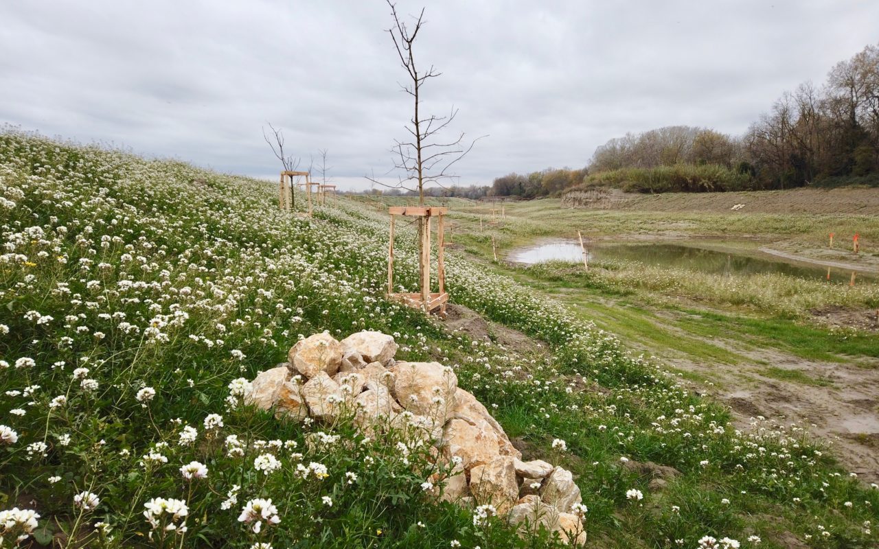 Renaturation de la lône entre Tarascon et Arles