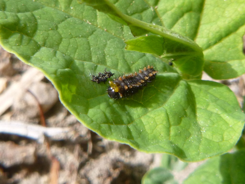 Chenille de Diane sur une feuille d'aristoloche à feuilles rondes