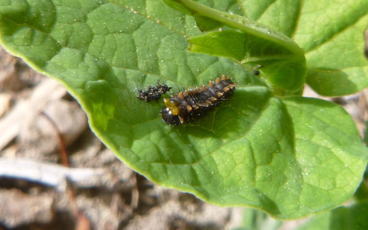 Chenille de Diane sur une feuille d'aristoloche à feuilles rondes