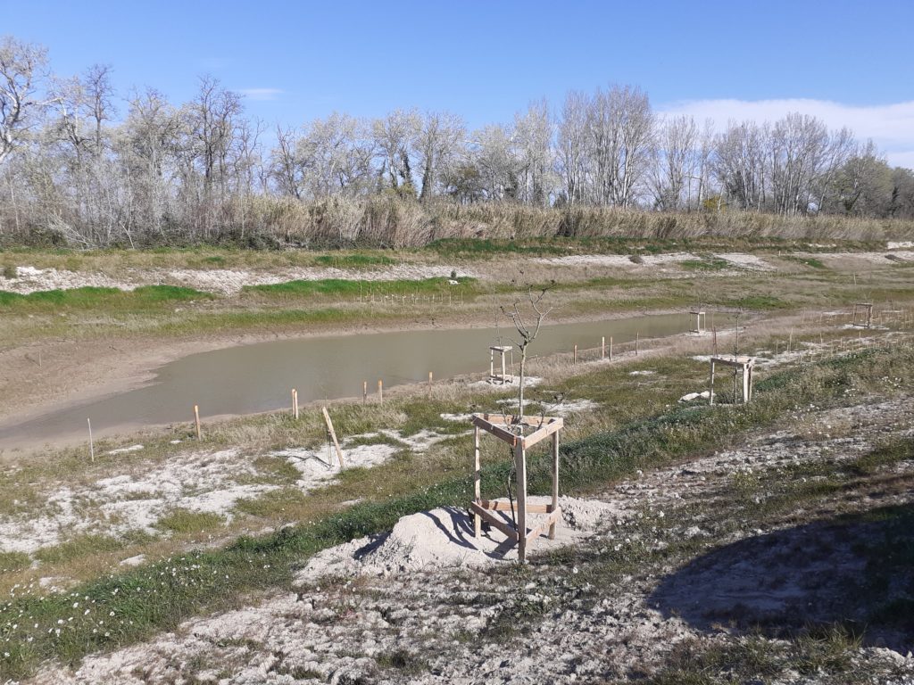 Plantations réalisées dans la lône entre Tarascon et Arles