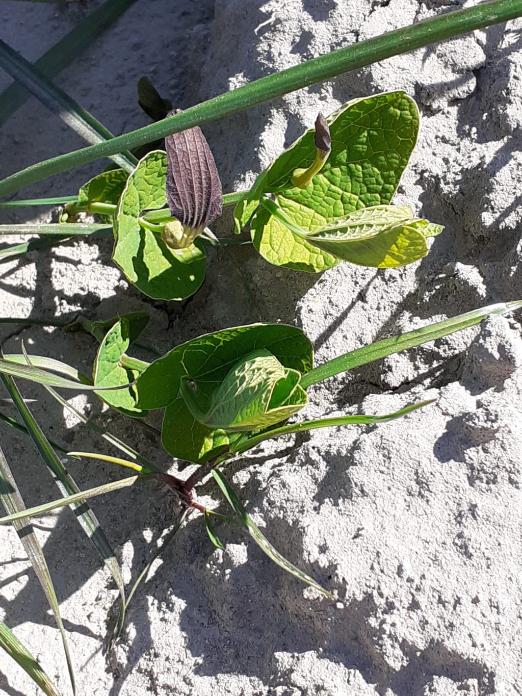 Reprise d'aristoloches à feuilles rondes après leur réimplantation dans la lône