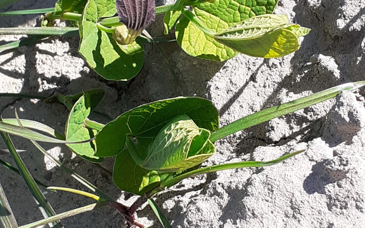 Reprise d'aristoloches à feuilles rondes après leur réimplantation dans la lône