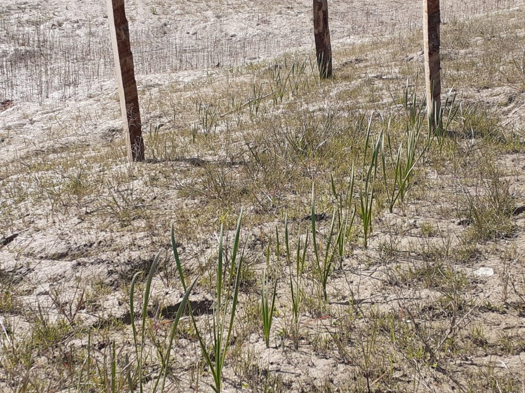 Reprise des nivéoles d'été suite à leur réimplantation dans la lône