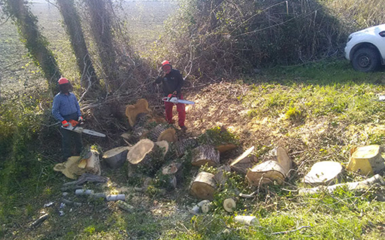 Bûcheronnage par les gardes-digues