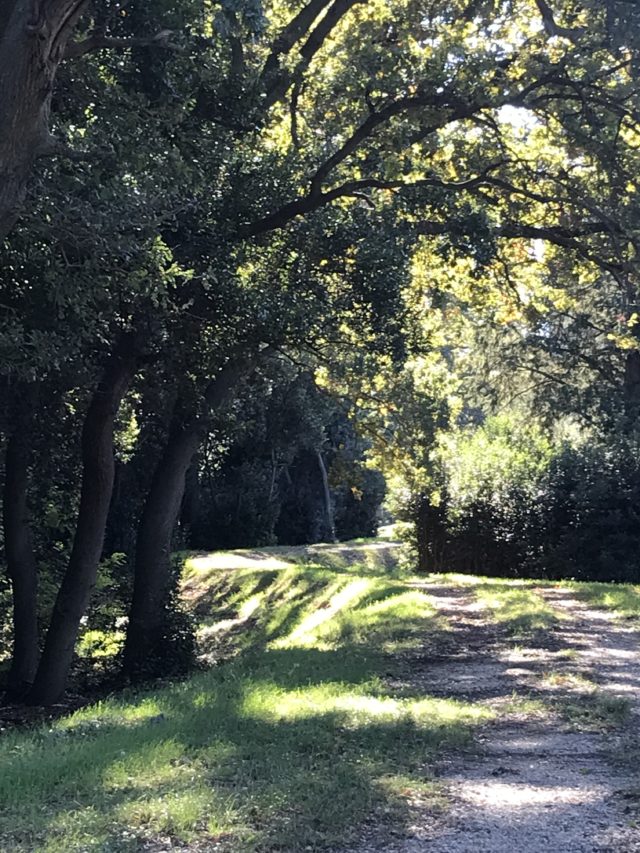 Digue du Petit Rhône