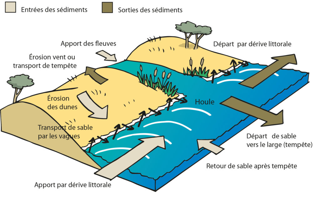 Fonctionnement d'une cellule hydro-sédimentaire