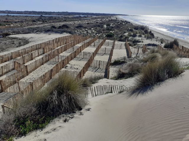 Ganivelles pour piéger le sable