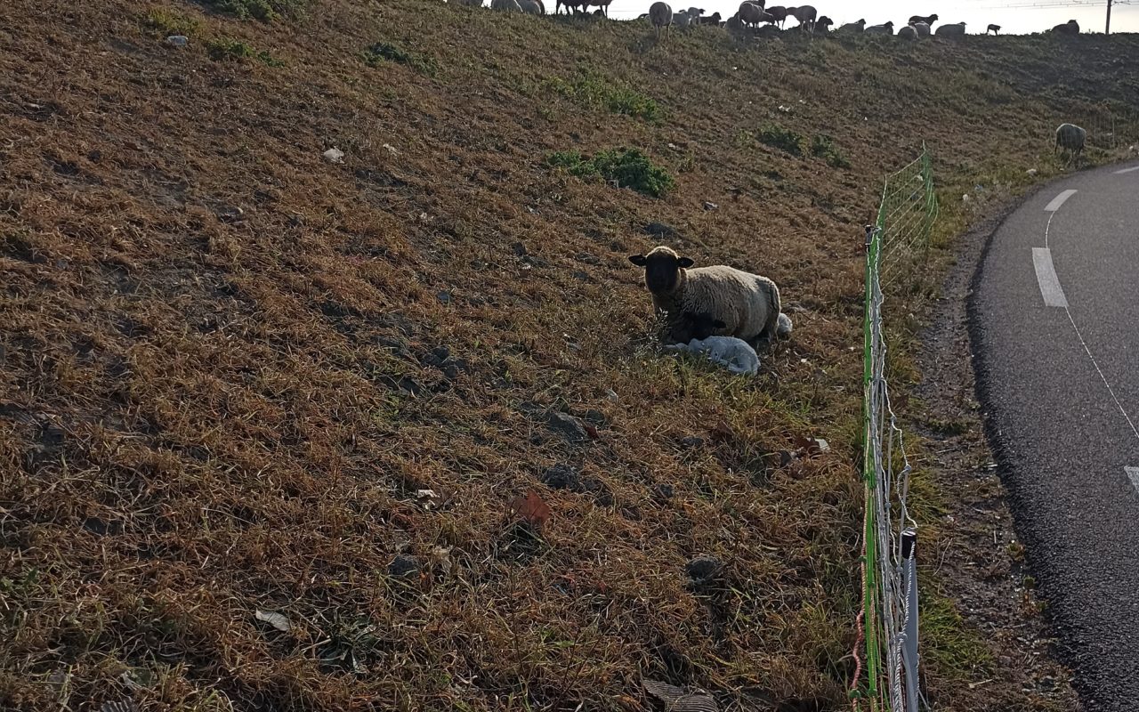 Moutons sur la digue