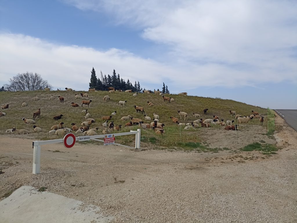 Un troupeau pâture sur l'une des digues du Symadrem