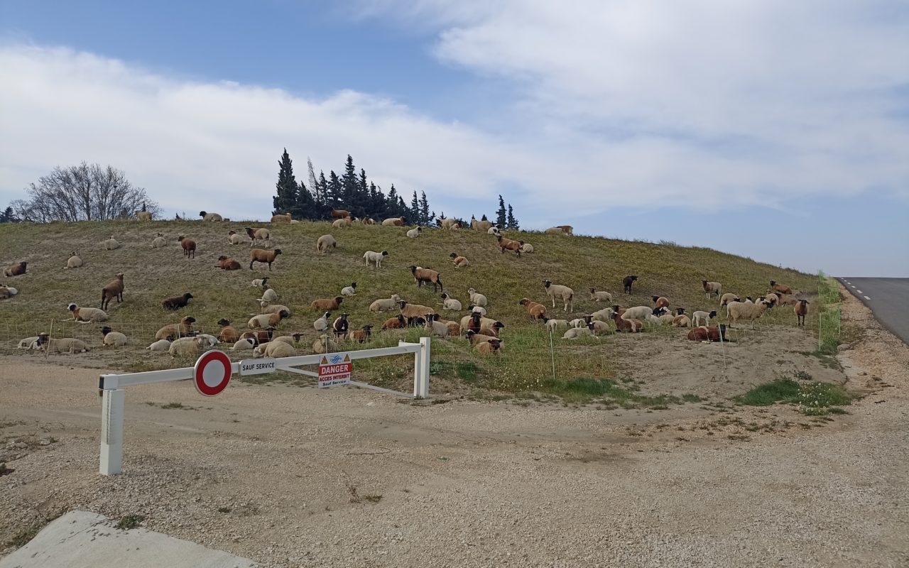 Un troupeau pâture sur l'une des digues du Symadrem