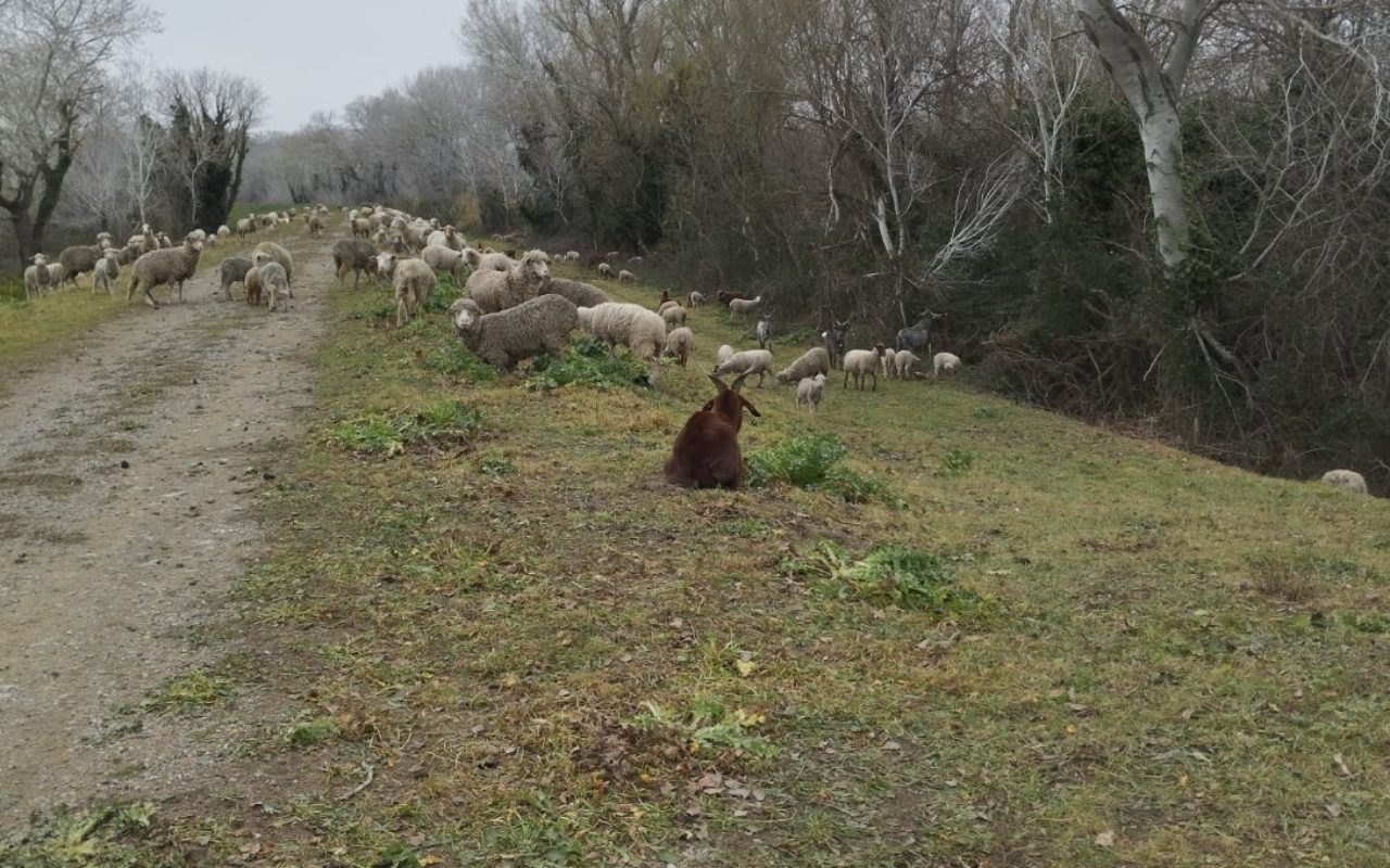 Troupeau en train de pâturer