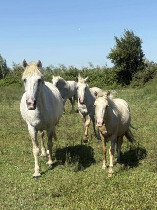 appel à candidature chevaux