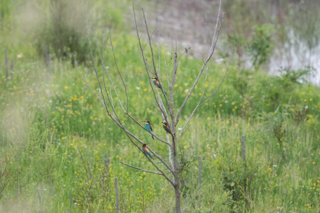 Page 3 -guepier arbre web