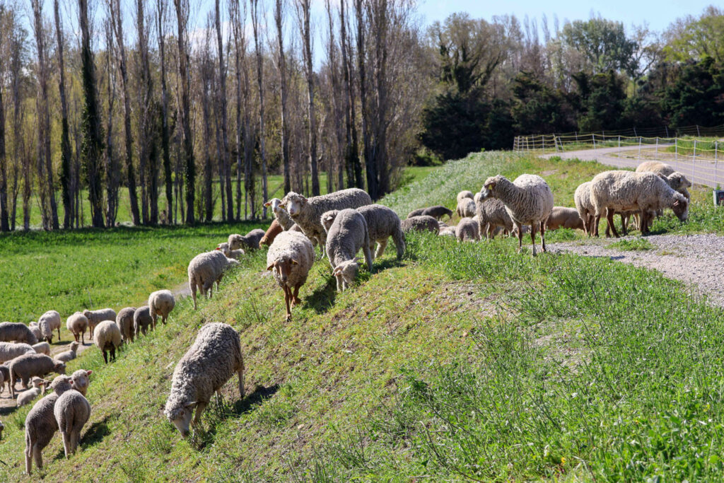 Ecopâturage sur les digues