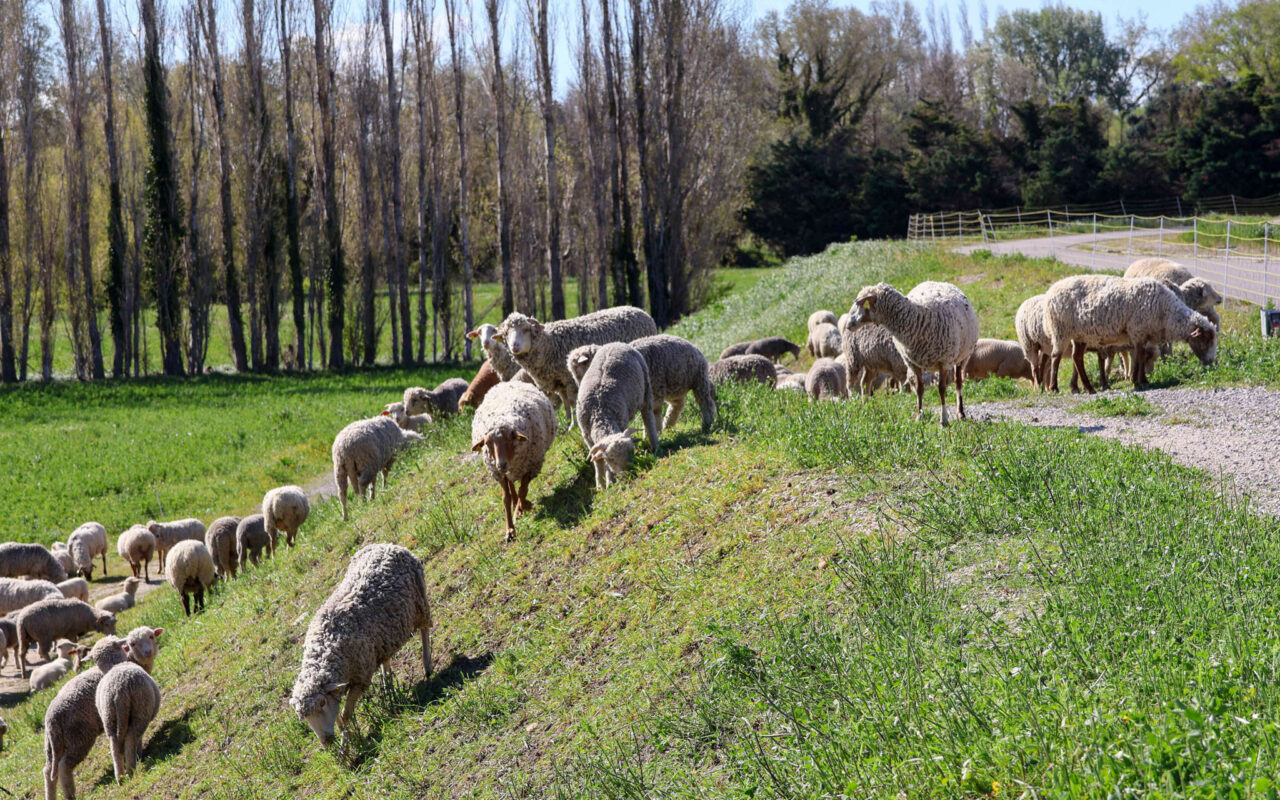 Ecopâturage sur les digues