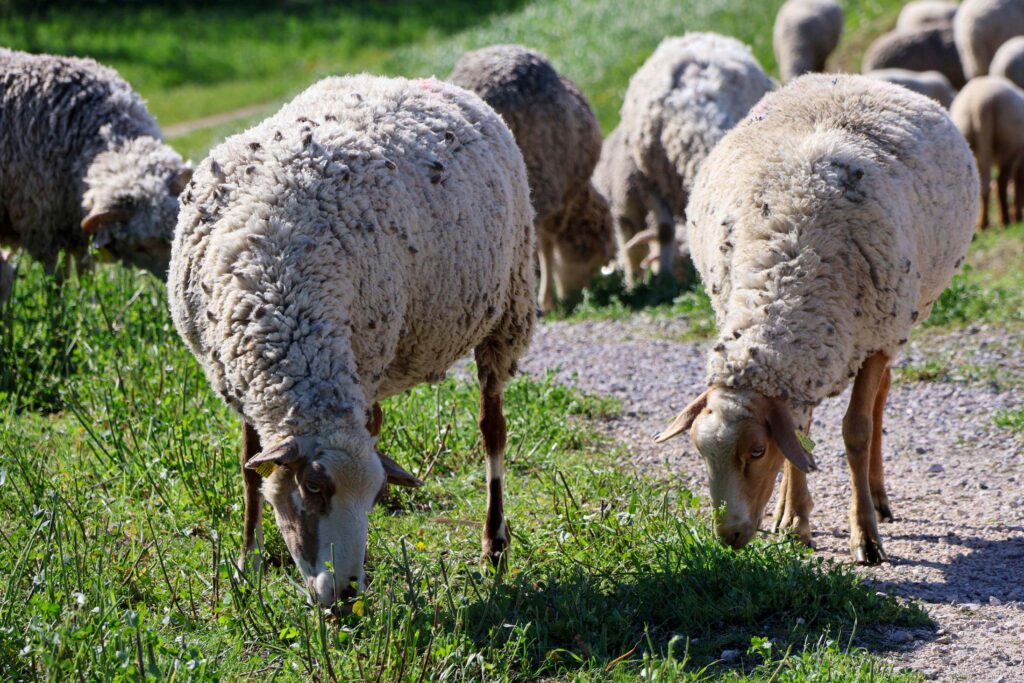 Ecopâturage sur les digues