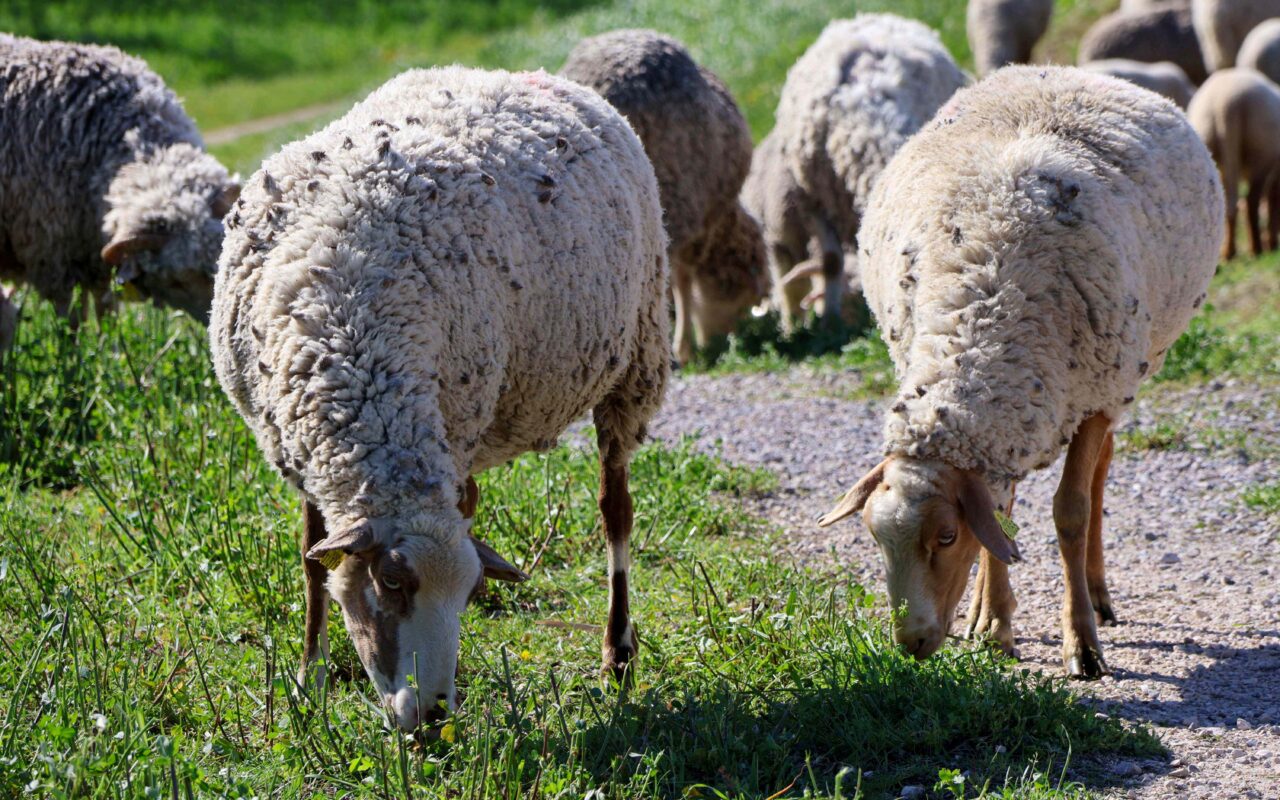 Ecopâturage sur les digues