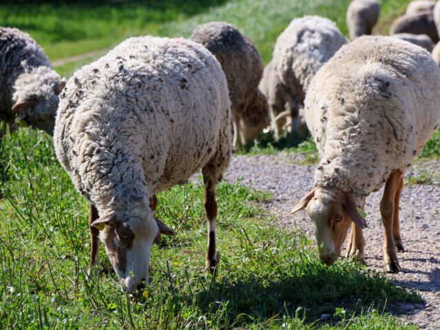 Ecopâturage sur les digues