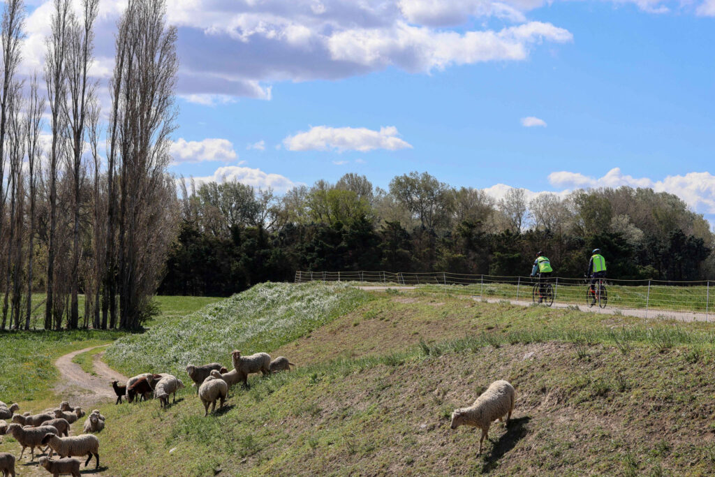 Sur les digues, les moutons et les cyclistes se côtoient