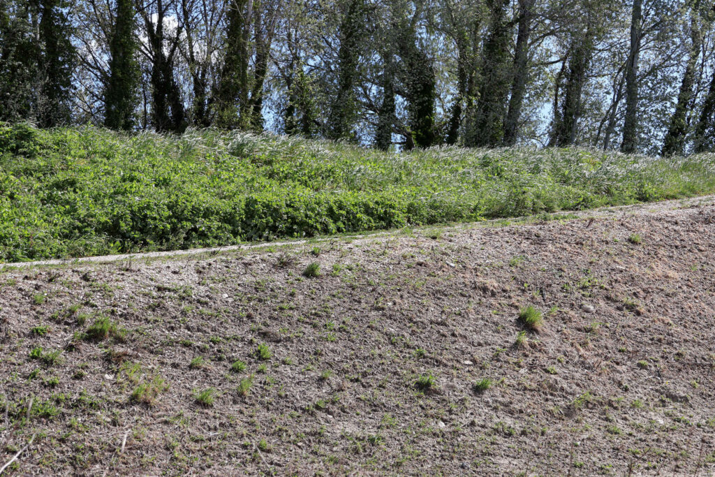 Ecopâturage 2026, un aperçu de la digue sans pâturage et après le passage des moutons