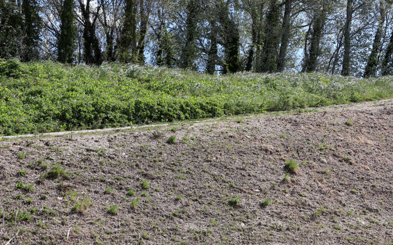 Ecopâturage 2026, un aperçu de la digue sans pâturage et après le passage des moutons